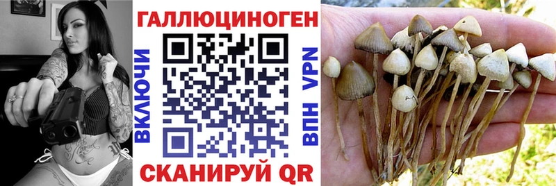 как найти закладки  Коломна  Псилоцибиновые грибы Cubensis 